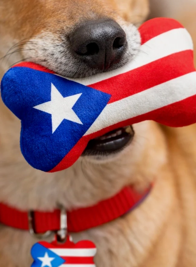 Boricua Bark Box  | Puerto Rican Dog Toy Gift Set - Image 7